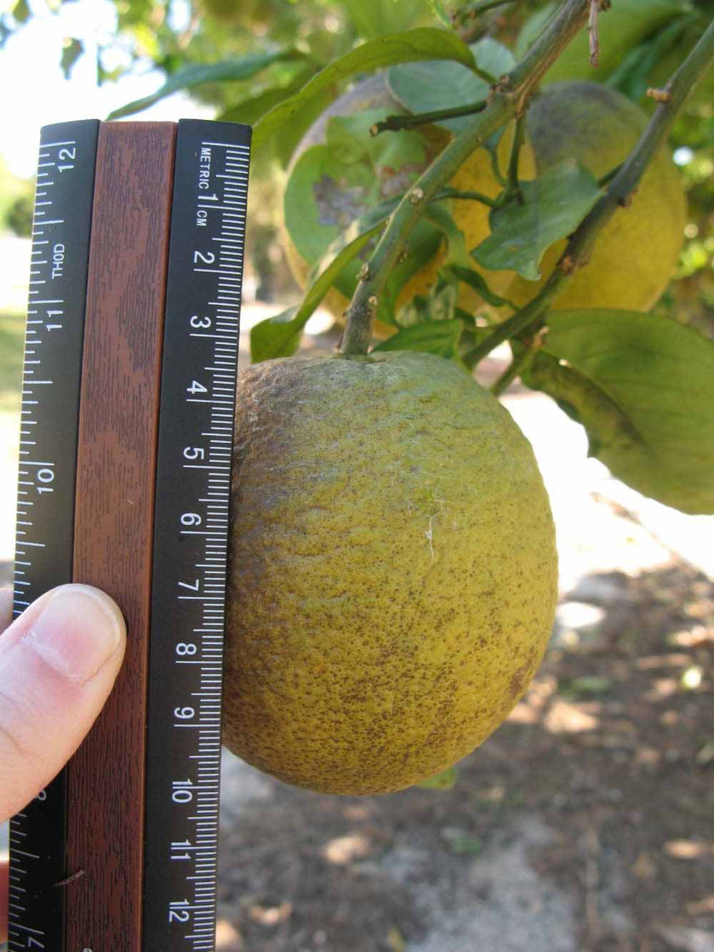            Fruit (Winter Haven, FL)   